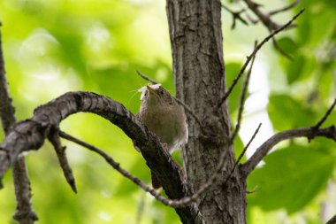 Dört kanatlı bir Wren 'in yakından ve renkli bir görüntüsü.