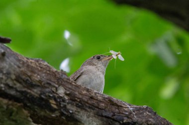 Dört kanatlı bir Wren 'in yakından ve renkli bir görüntüsü.