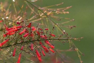 Yeşil çimlere karşı kestane fişeği çalısı olarak bilinen kırmızı bitkiyi ön plana çıkaran bir arka plan