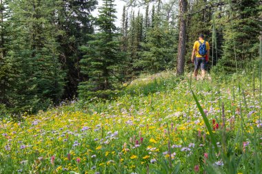 Banff, Alberta Canada - 3 Ağustos 2024: Yürüyüşçü Banff Ulusal Parkı 'ndaki Sunshine Dağı' nın tepesinde popüler bir yürüyüş yolu boyunca yürür