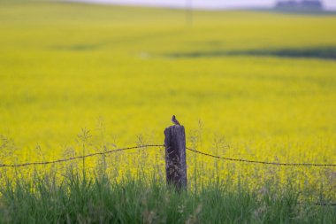 Tek bir kuş, Alberta ovalarındaki parlak sarı kanola tarlalarına bakan dikenli tellerle çitlerin üzerine tünedi.