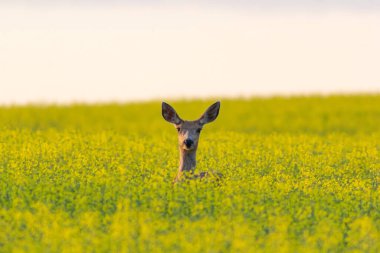 Bir geyik kafası Airdrie Alberta Kanada 'daki uzun sarı kanola tarlalarından fırlıyor.