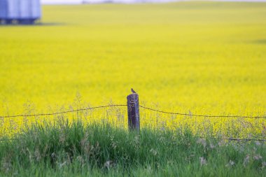 Tek bir kuş, Alberta ovalarındaki parlak sarı kanola tarlalarına bakan dikenli tellerle çitlerin üzerine tünedi.