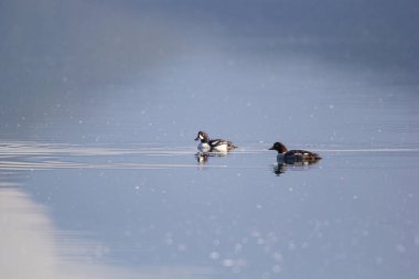 Bir erkek ve dişi Goldeneye ördek sabahın erken saatlerinde yüzüyor ve polenler göle düşüyor.