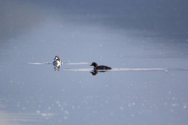 Bir erkek ve dişi Goldeneye ördek sabahın erken saatlerinde yüzüyor ve polenler göle düşüyor.