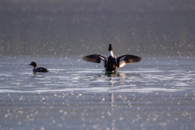 Bir erkek ve dişi Goldeneye ördek sabahın erken saatlerinde yüzüyor ve polenler göle düşüyor.