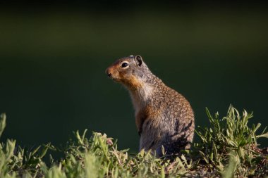 Aynı zamanda yer sincabı olarak da bilinen bir sincap baharda gün ışığının tadını çıkarmak için yuvasından çıkar.