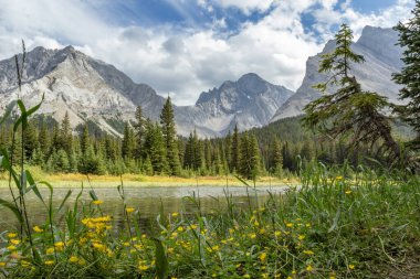 Sonbahar, parlak turuncu, sarı ve yeşil yapraklarla dağlarda bataklık dere yatağı boyunca.