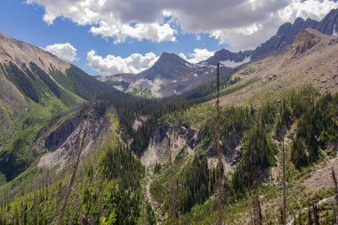 Arka planda buzul dağları olan orman yangınından sonra yemyeşil bir yeniden büyüme.