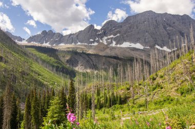 Arka planda buzul dağları olan orman yangınından sonra yemyeşil bir yeniden büyüme.