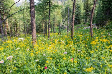 Banff, Alberta, Kanada 'daki Sunshine Dağı' nın tepesinde güneşli bir günde çok renkli kır çiçekleriyle dolu bir tarla.