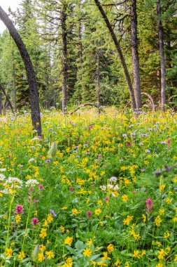 Banff, Alberta, Kanada 'daki Sunshine Dağı' nın tepesinde güneşli bir günde çok renkli kır çiçekleriyle dolu bir tarla.