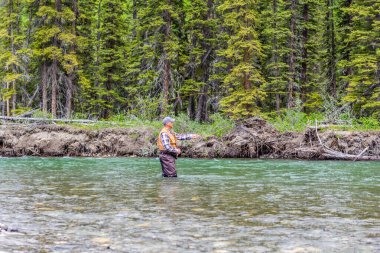 Kananaskis, Alberta, Kanada - 19 Haziran 2024: Bir balıkçı yeleği, ekose gömlek ve kalça tulumu giyen bir balıkçı, arka planda ormanla birlikte yeşil bir derenin ortasında balık tutuyor..