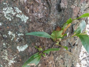 Ağaçta yeşil yaprak