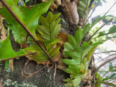 Ormanda yerde yeşil yaprak