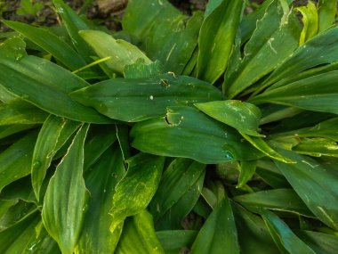 Bahçedeki bir bitkinin yeşil yaprakları