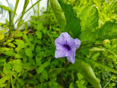 Bahçedeki mor çiçekler