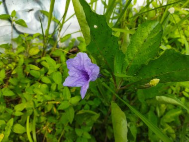 Bahçedeki güzel çiçekler