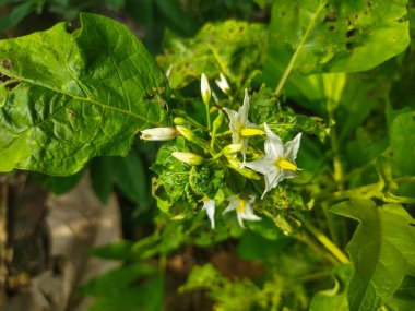 white flower of green potato tree in garden clipart