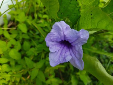 Bahçedeki güzel çiçekler