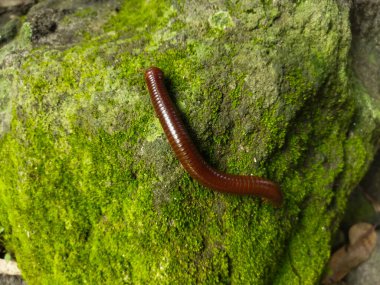 Yerdeki kırmızı solucan.