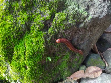 Ormanda kırmızı kertenkele