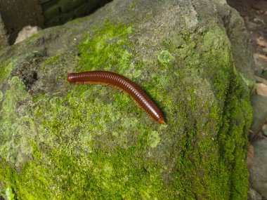 Ağaçtaki kahverengi tırtıl