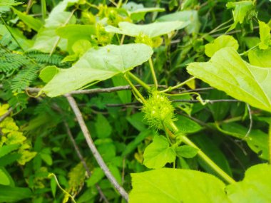 Ormanda yeşil yapraklar