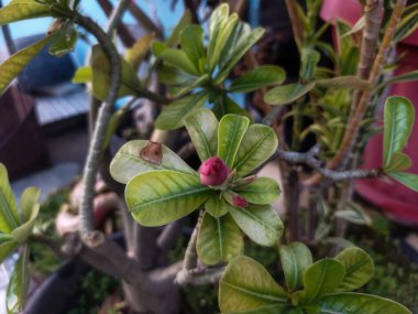 Bahçedeki kırmızı çiçek