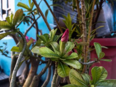 Güzel botanik fotoğrafı, doğal duvar kağıdı.