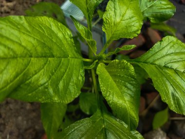 Bahçede yeşil yapraklar
