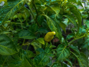 Bahçedeki yeşil bitki. yakın - yakın görünüm.