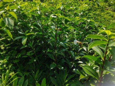 Bahçedeki yeşil bitki