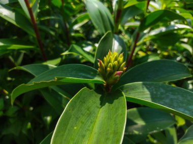 Bahçedeki güzel çiçekler