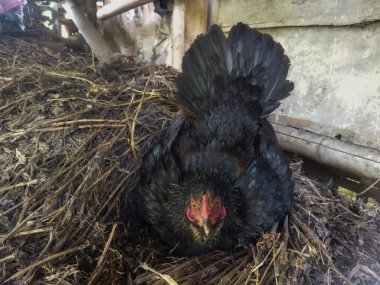 Çiftlikte tavuk ve tavuk.