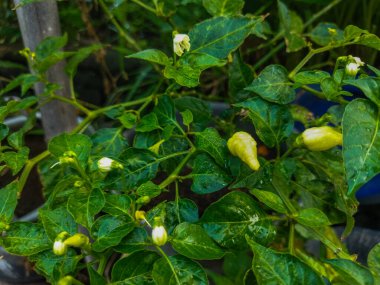 Bahçede yeşil biber