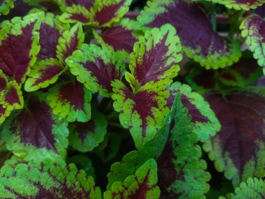 Bir bitki kırmızı yaprakları