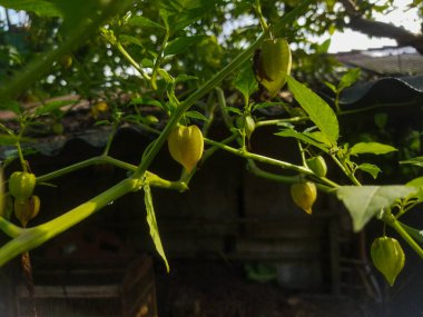 Bahçedeki yeşil bitki