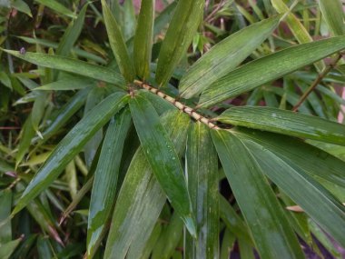 Yaprağın üzerinde su damlaları olan yeşil yaprak