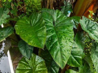 Bahçedeki bir bitkinin yeşil yaprakları