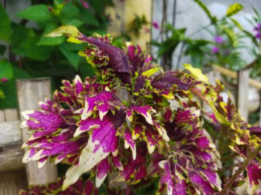 purple flower in the garden clipart