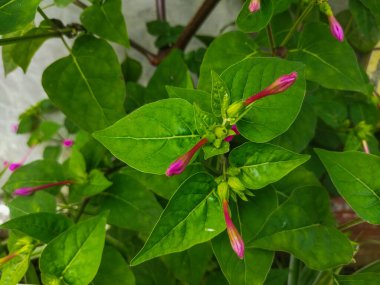 Bahçede yeşil ve kırmızı çiçekler