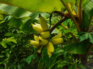 Musa Paradisiaca 'nın olgunlaşmamış yeşil meyvesi, olgunlaşmamış ise sarı meyvesi var. muz meyvesi.