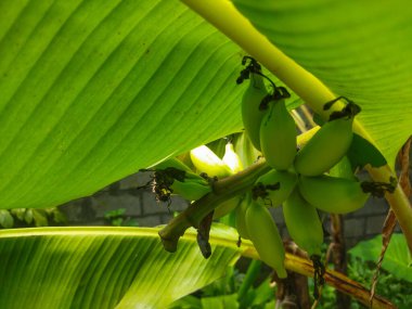 Musa paradisiaca has green fruit when unripe, and yellow when ripe. banana fruit. clipart