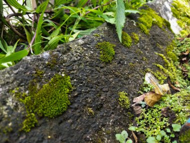 moss and lichen on tree