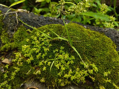 Ormanda yosun ve yosun