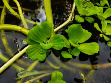 Pistia stratiotes plants are suitable for fish to live in. clipart