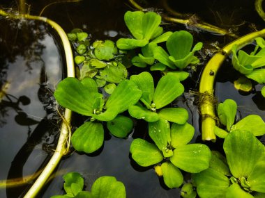 Pistia stratiotes bitkileri balıkların yaşaması için uygundur..