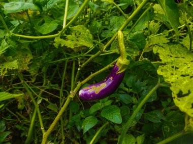 Solanum melongena vegetable is purple and has an elongated shape. clipart