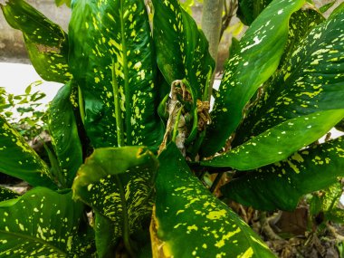 Aglaonema is an ornamental plant that has beautiful leaves. The leaves have a combination of green and white spots. clipart